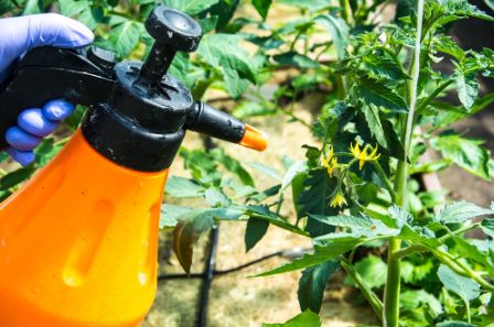 как брызгать помидоры борной кислотой