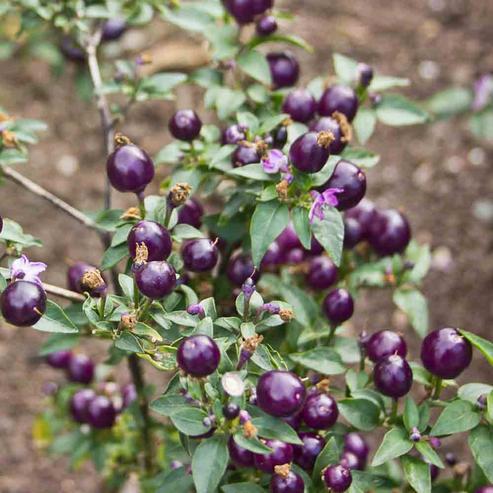 Філіус Блю (Filius Blue)