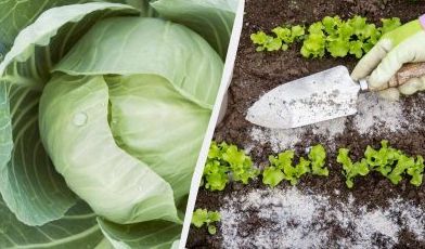 народные средства для подкормки капусты