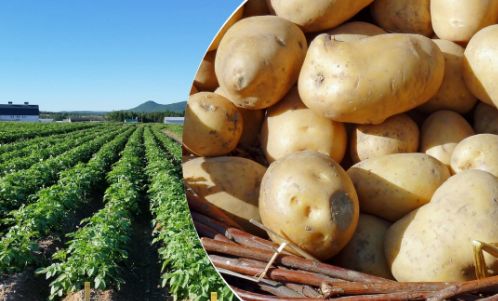 окучивание картофеля для урожая
