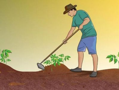 підгортання картоплі для врожаю