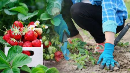 підготовка полуниці до зими