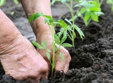 як правильно удобрювати помідори