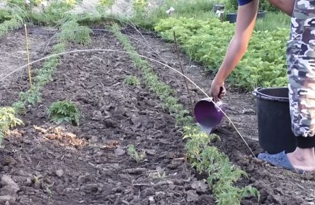 догляд за помідорами