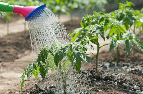 фітофтора на томатах що робити