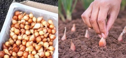 посадка цибулі під зиму